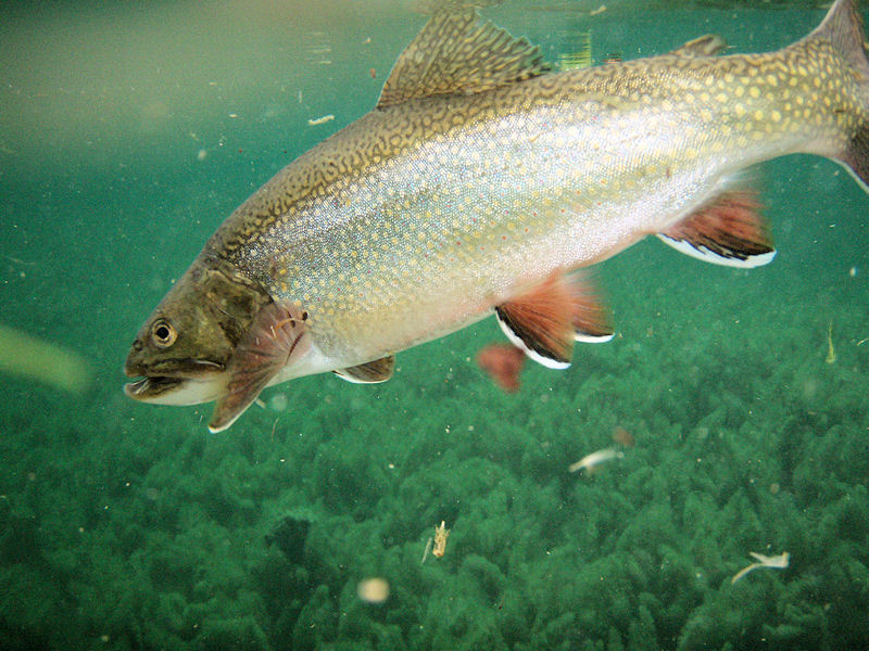 Fliegenfischen-Deutschland.de/Bachsaibling im Förchensee